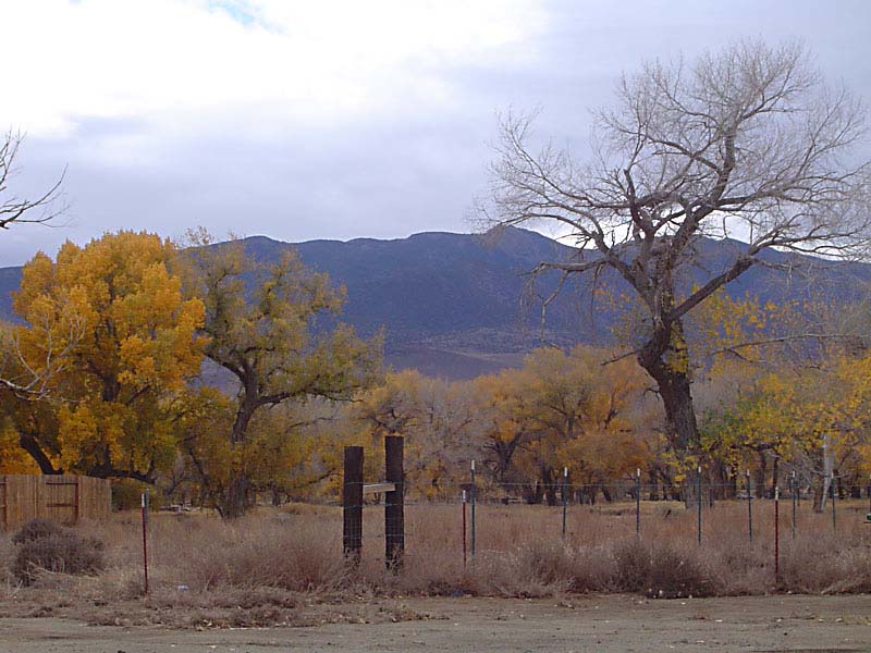 Scrubby Nevada trees
